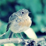 photo-bird-01